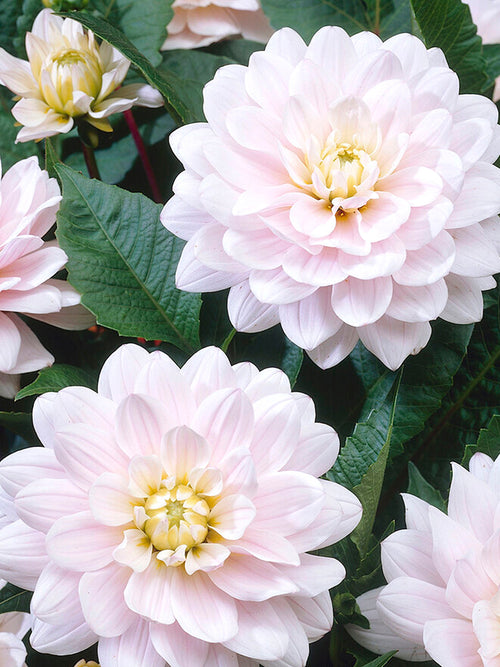 Dahlias Silver Years online kopen in Nederland