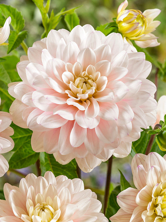 Dahlia Silver Years online bestellen