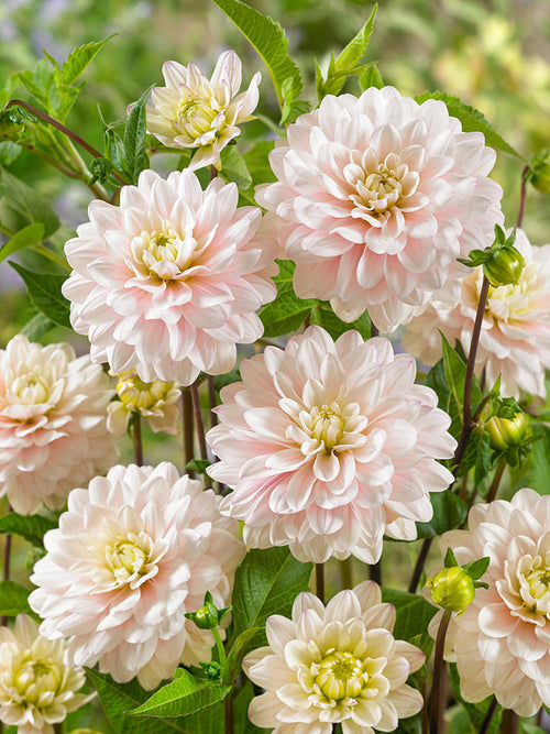 Dahlia Silver Years bestellen online in Nederland