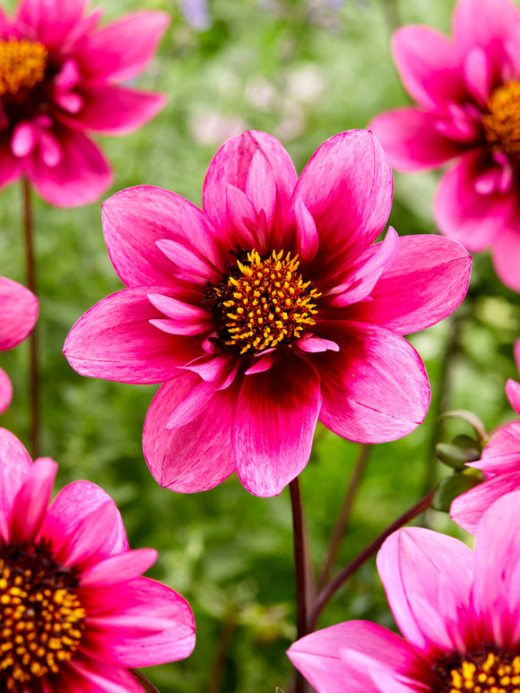 Dahlia Skyfall knollen, levering in het voorjaar voor voorjaarsaanplant