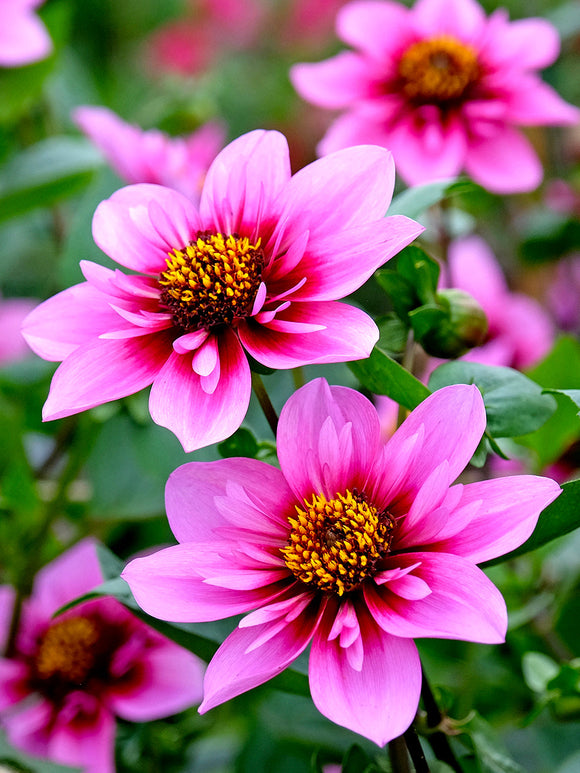 Dahlia Skyfall knollen voor borders, potten en pluktuinen