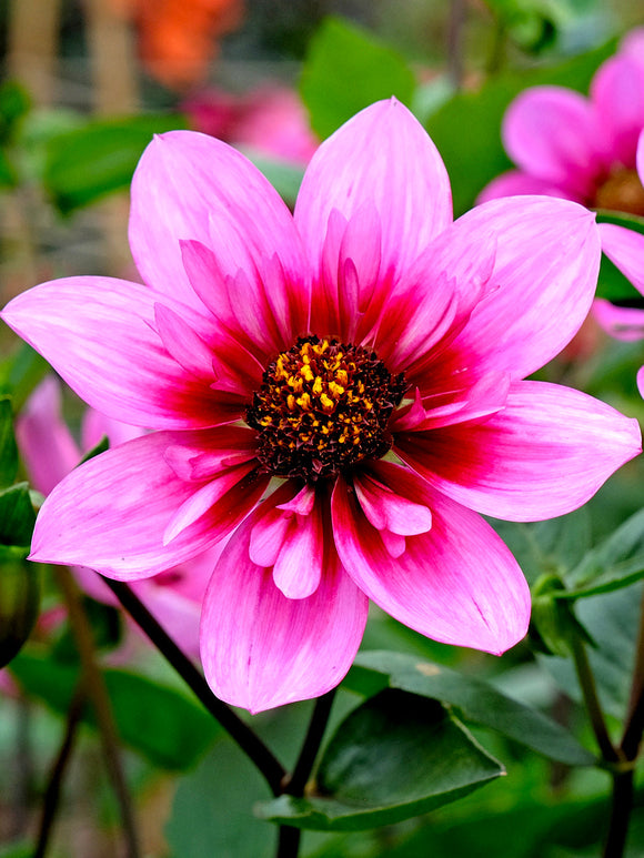 Dahlia Skyfall knollen met lila en roze bloemen
