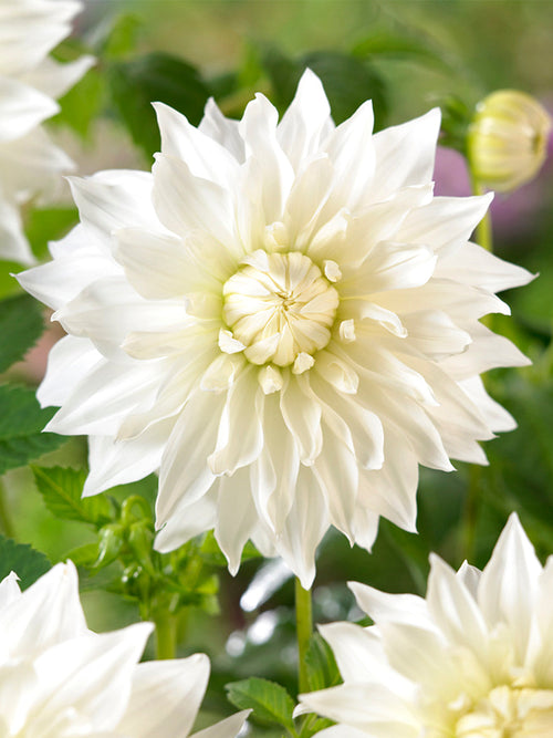 Dahlia Snowbound dahliaknollen