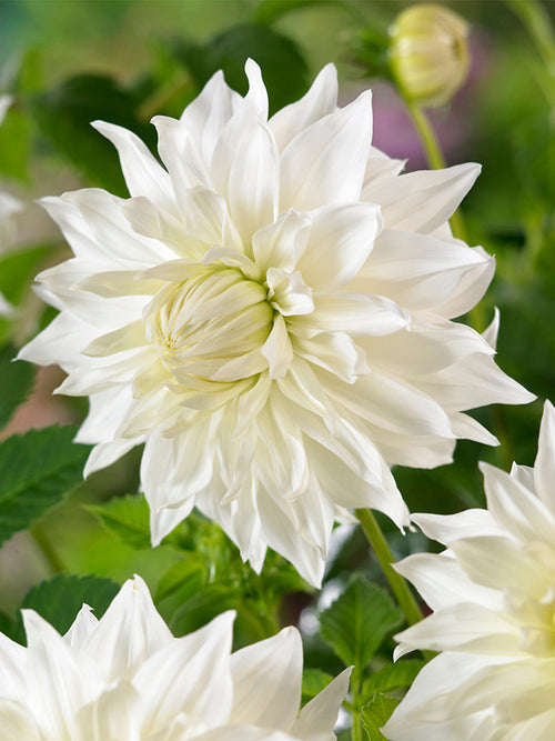 Witte Dahlia Snowbound