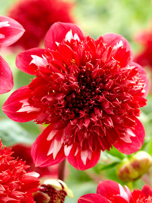 Dahlia Speech bollen en knollen kopen