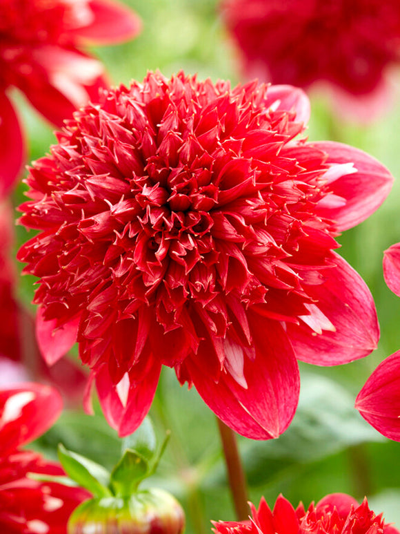 Dahlia Speech online kopen