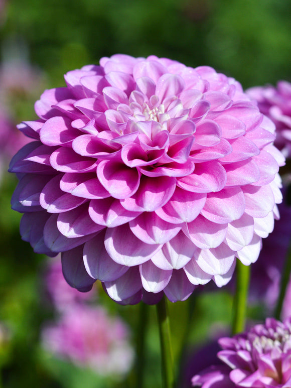 Dahlia Stolze von Berlin dahliaknollen
