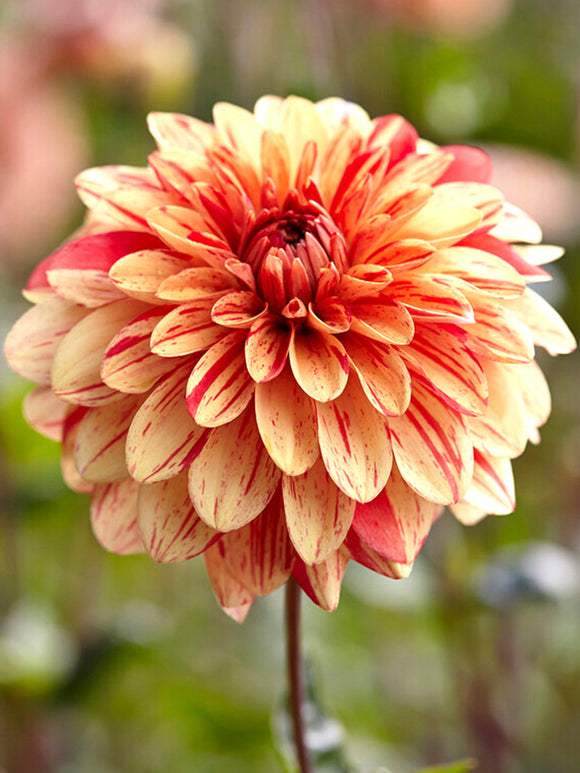 Dahlias kopen Striped Nagano