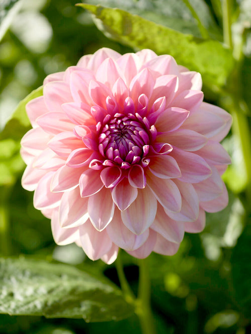 Koop Dahlia Sturm Sweet Maria knollen voor een romantische zomertuin