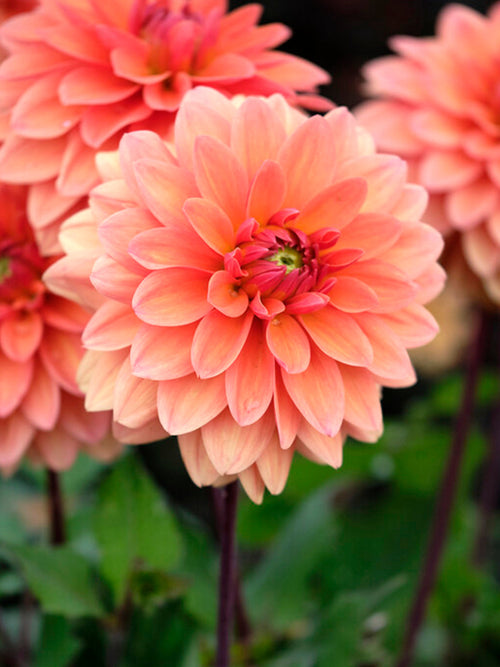 Dahlia Summer Flame bloembollen kopen