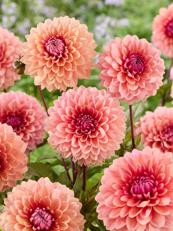 Koop Dahlia Sweet Sanne knollen voor een romantische zomertuin