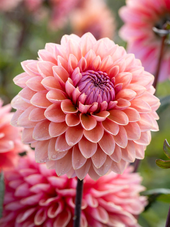 Dahlia Sweet Sanne knollen, levering in het voorjaar voor voorjaarsaanplant