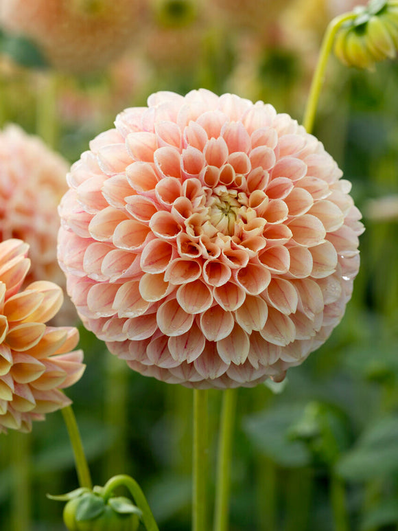 Dahlia Sweet Suzanne baldahlia knollen met levering in het voorjaar