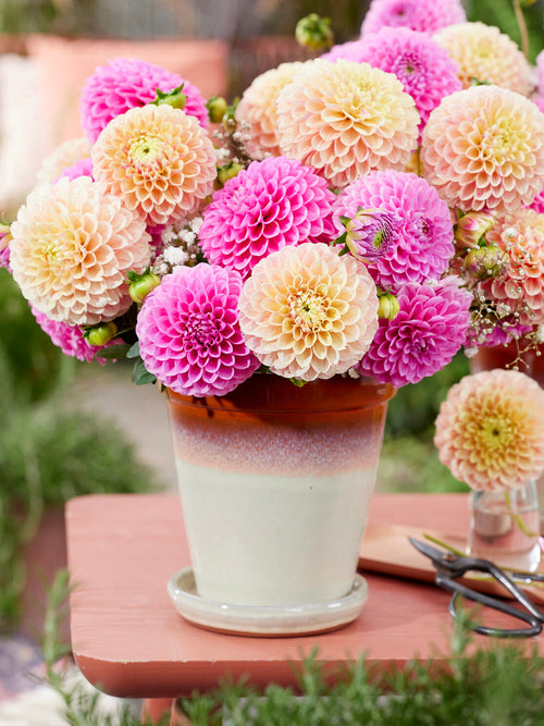 Koop Dahlia Sweet Suzanne knollen voor een romantische zomertuin