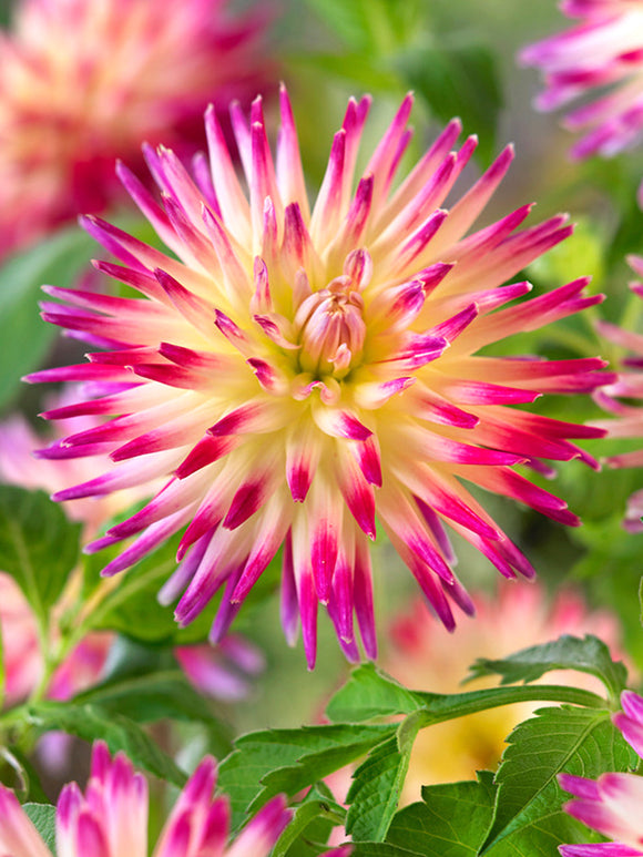 Dahlia Tahiti Sunrise online bestellen