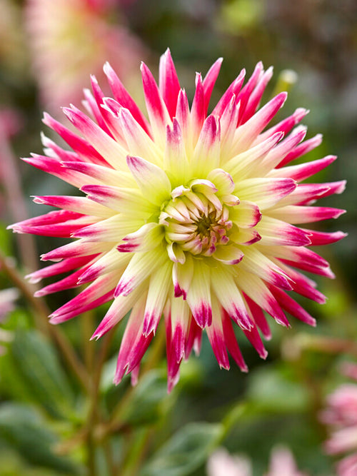 Dahlia bollen kopen Tahiti Sunrise