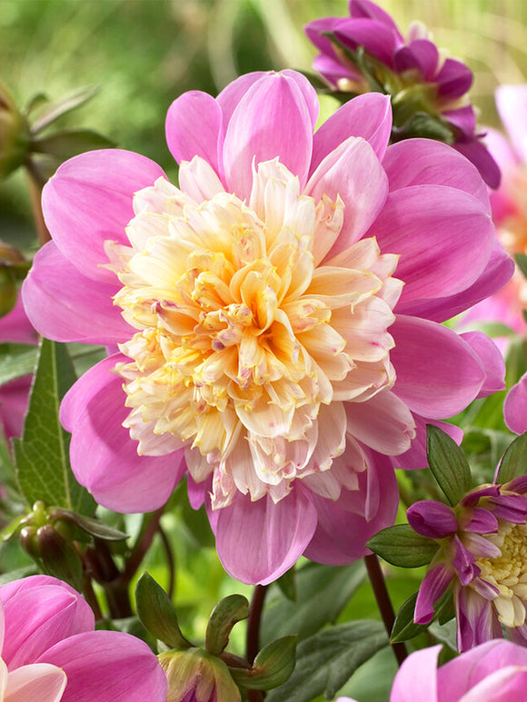 Dahlia Take Off online bestellen
