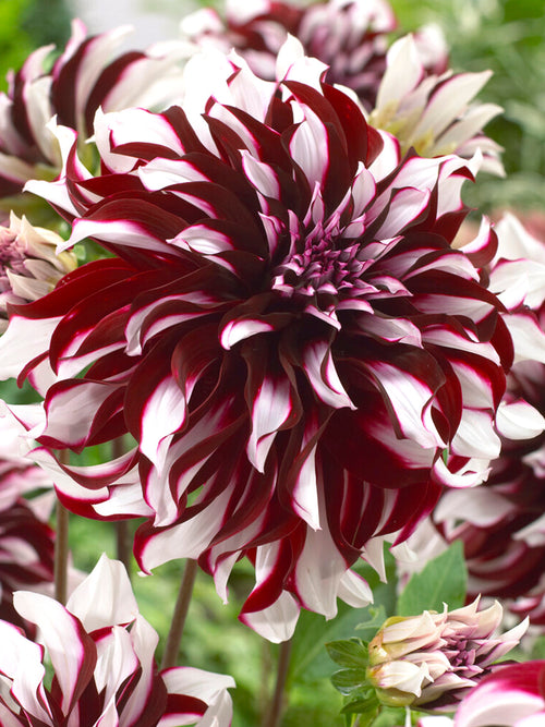 Dahlia Tartan Tubers
