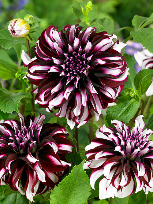 Dahlia Tartan online bestellen