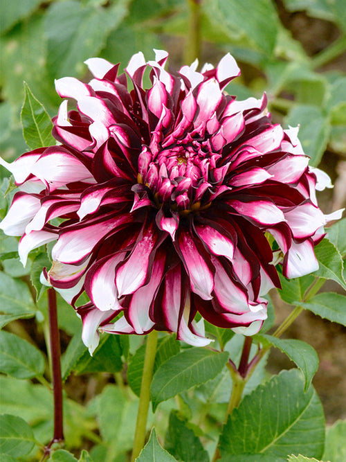 Dahlia Tartan dahliaknollen kopen