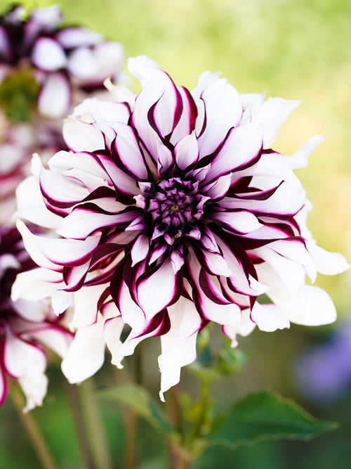 Dahlia Tartan online bestellen