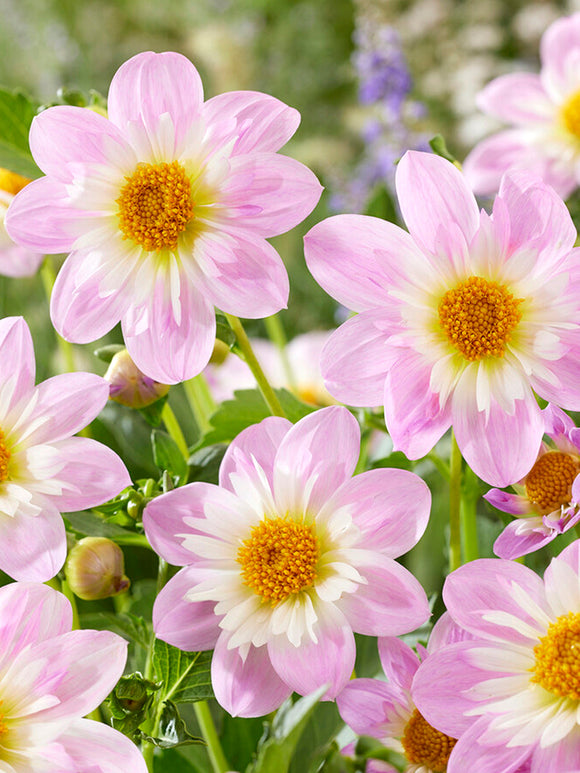 Dahliaknollen kopen Teesbrooke Audrey