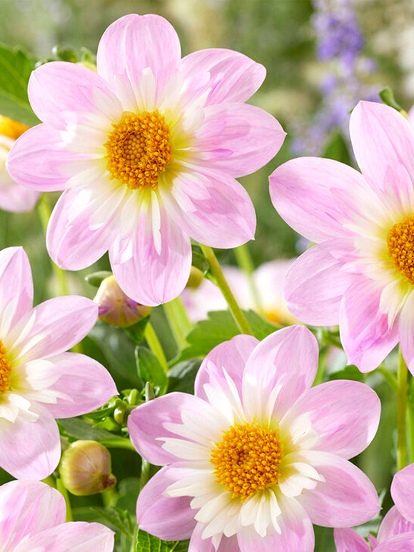 Dahlias Teesbrooke Audrey online bestellen