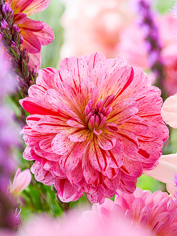 Dahlia Tropical Dahliaknollen