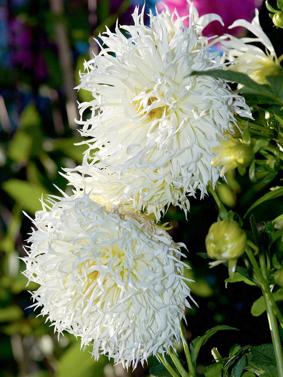 Dahlia Tsuki Yori No Shisha met elegante witte bloemen en een zachte crèmekleurige gloed.