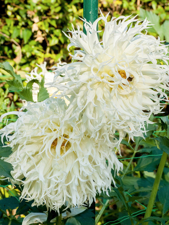 Close up van Dahlia Tsuki Yori No Shisha met gefranjerde witte bloemblaadjes.