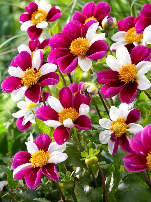 Enkelbloemige Dahlia Twyning's Smartie met speelse witte en rozerode bloemen.