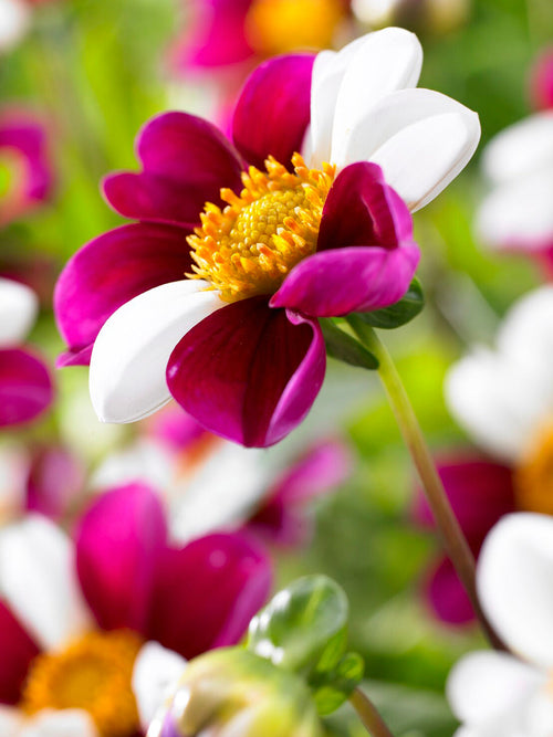 Witte en paarsrode Dahlia Twyning's Smartie bloemen met open gele harten.
