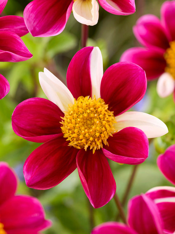 Dahlia Twyning's Smartie met unieke bloemen waarbij iedere bloem anders gekleurd is.
