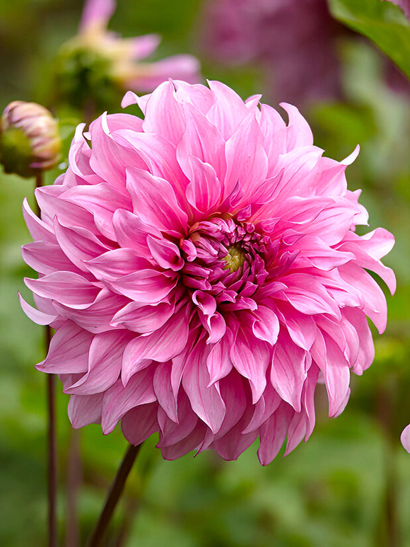 Dahlia Vassio Meggos