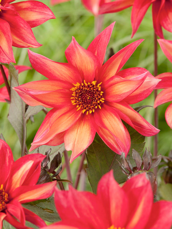 Plant van Dahlia Waltzing Mathilda van circa 70 centimeter hoog met donkere stelen en talloze bloemen in verschillende kleurtinten
