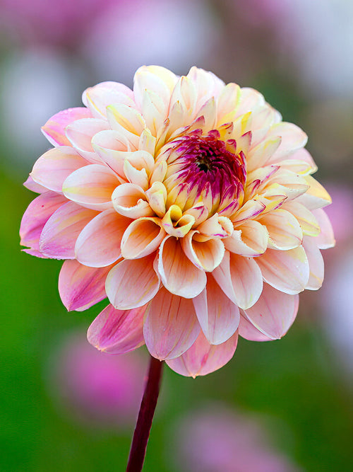 Dahlia Wine Eyed Jill - Dahliaknollen