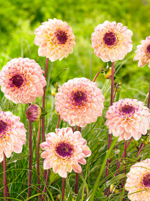 Dahlia Wine Eyed Jill bestellen