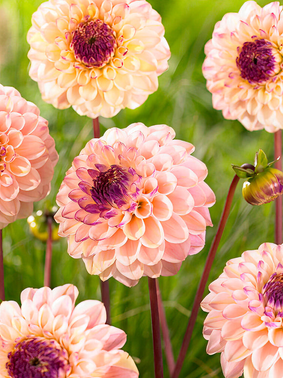 Dahlia Wine Eyed Jill - Dahlia Bollen Kopen
