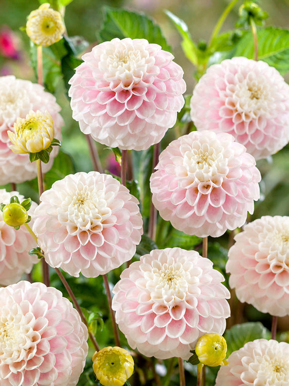 Dahliaknollen Wizard of Lightning