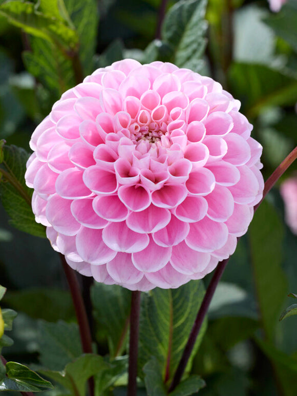 Dahlia Wizard of Oz - Dahlia bollen kopen