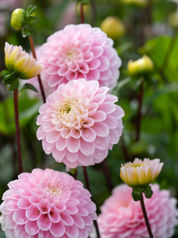 Dahlia Wizard of Oz - Dahliaknollen kopen