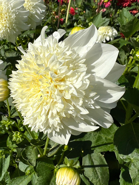 Zij-aanzicht van een volledig geopende Dahlia Zahra waarop de diepte van het anemoon hart zichtbaar is