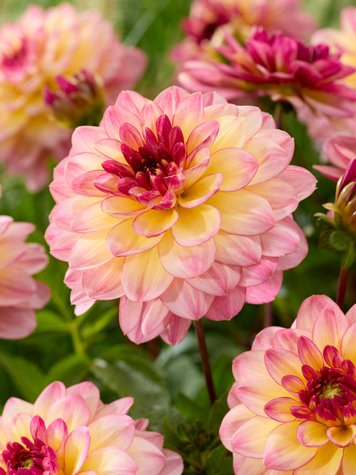 Dahlia Zingaro knollen bestellen