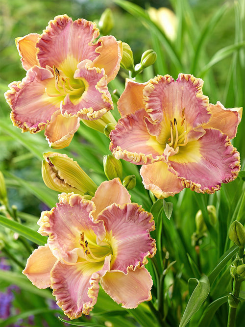 Daglelie Lavender Tu Tu (Hemerocallis) vaste planten
