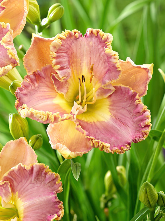 Daglelie Lavender Tu Tu (Hemerocallis)