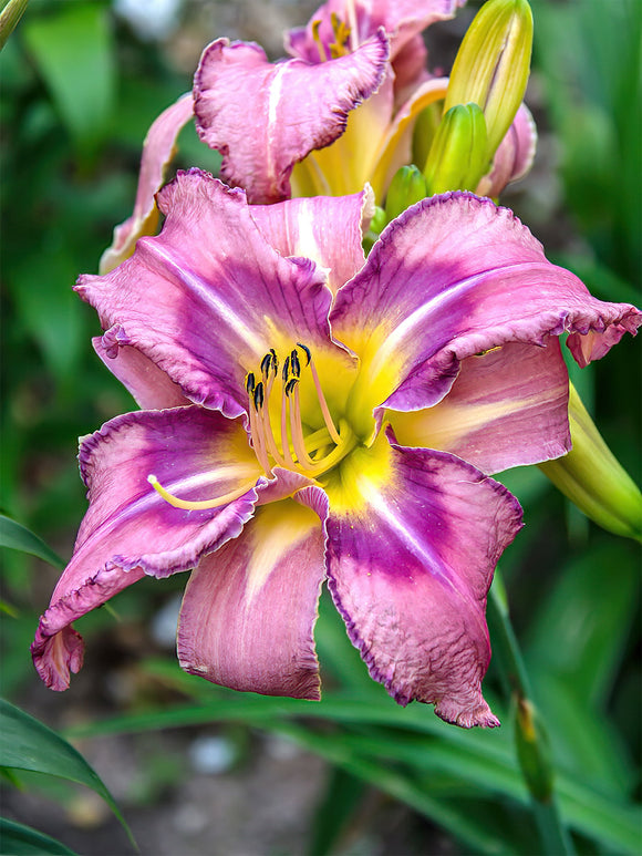 Daglelie Mildred Mitchell (Hemerocallis)