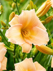 Hemerocallis Mini Pearl (Daglelie)