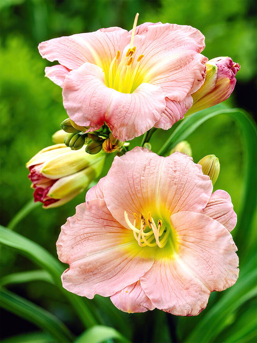 Daglelie Soft Secrets (Hemerocallis) vaste planten bestellen