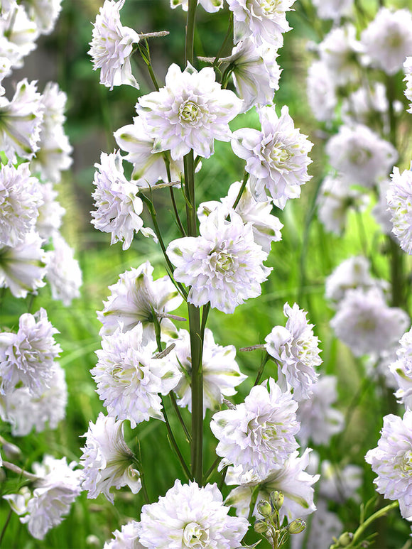 Delphinium (Ridderspoor) Highlander Cha Cha