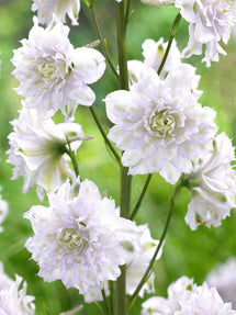 Delphinium (Ridderspoor) Highlander Cha Cha